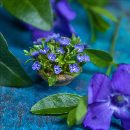 TUTORIAL Miniature periwinkle with air dry clay | PDF + video